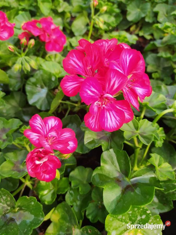 Pelargonie begonie surfinie i inne Rośliny Krynice