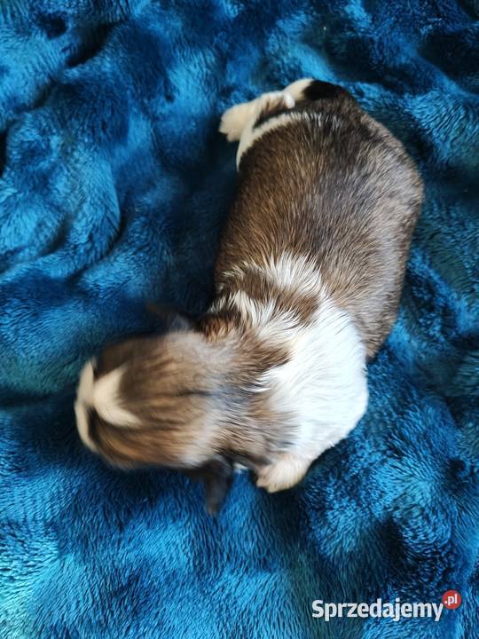 Suczka shih tzu do rezerwacji Łążynek
