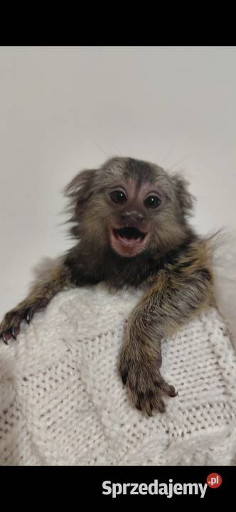Małpki marmozetki Pruszkowo