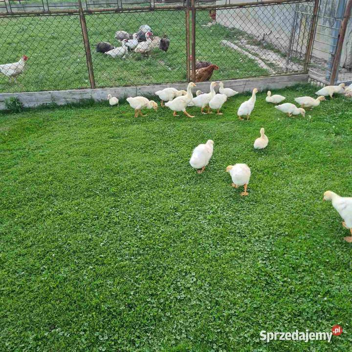 Jaja lęgowe Gęsi białej Skołyszyn