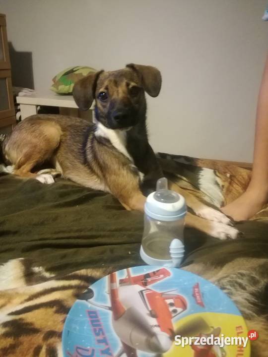 Oddam pieska w ręce Katowice