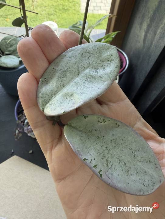 Kolekcjonerska Hoya hoja carnosa Nova Ghost Pozostałe Kraków
