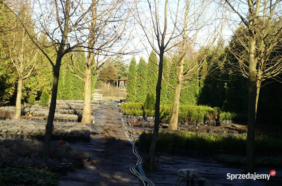 Działka budowlana 36a Jawidz