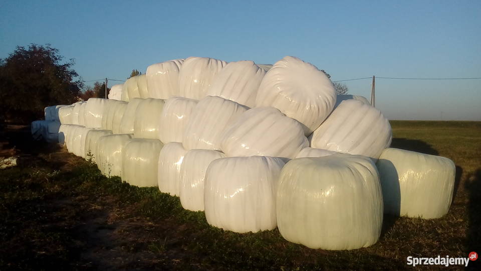 Sianokiszonka w belach Bele Siano Kiszonka podlaskie Dryga sprzedam