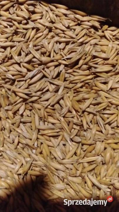 Mieszanka jara możliwość transportu super jakość Kętrzyn