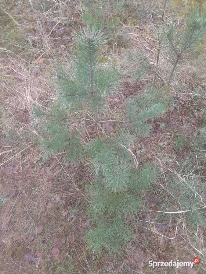 Sadzonki sosny dąb Konin
