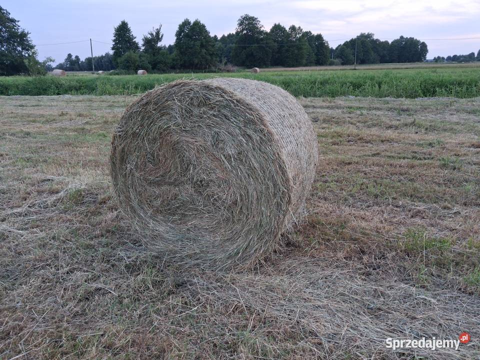 Zbieram rezerwacje na Siano w belach i kostkach Stare Kurowo