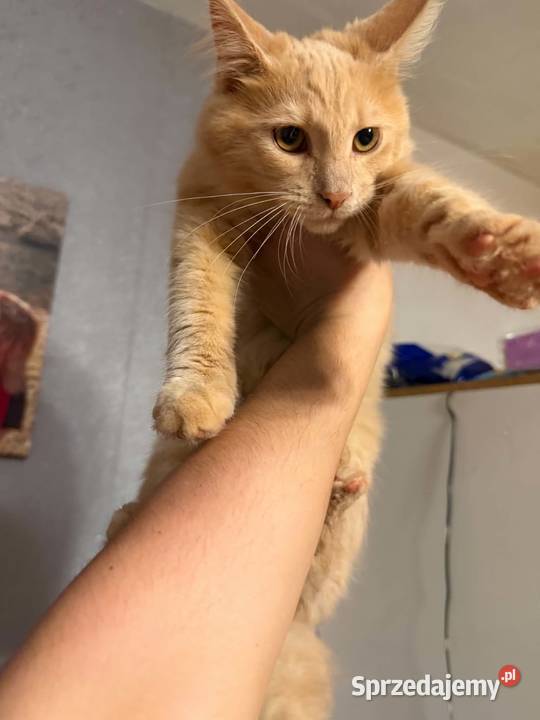 Gryzek Maine Coon