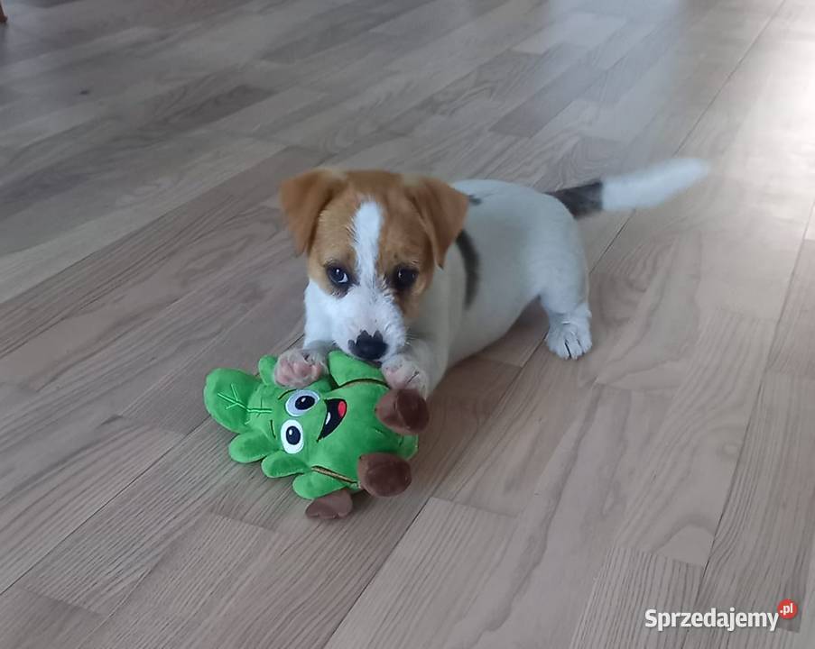 Jack Russell Terrier szczenięta z metrykami ZKwP małopolskie sprzedam