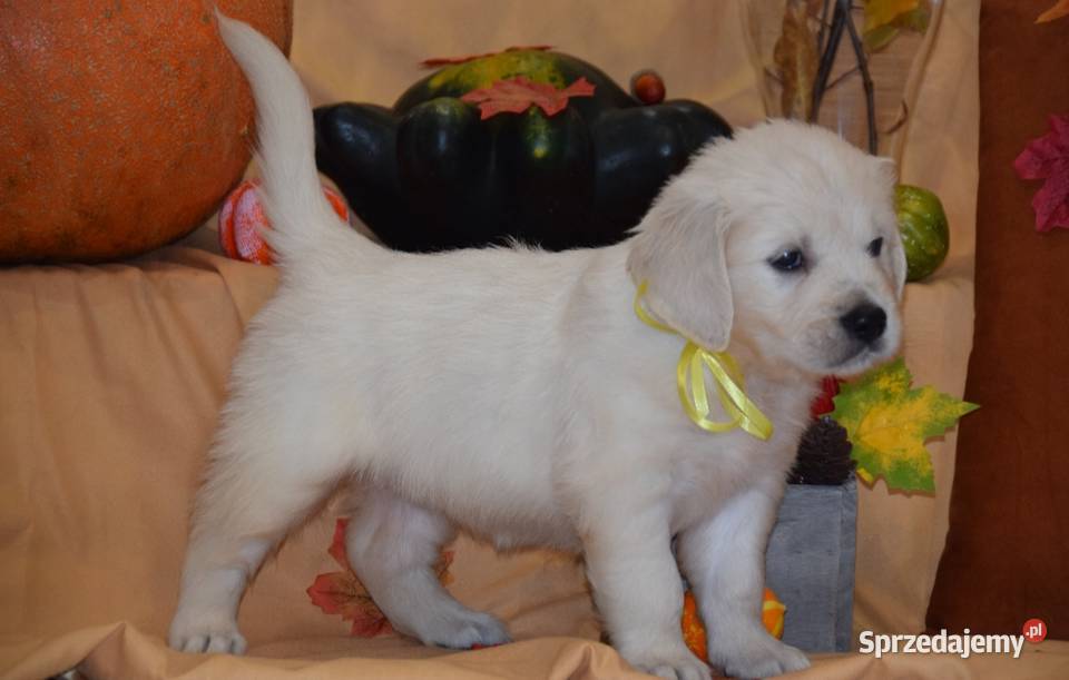 Szczenięta Golden retriever zkwp FCi Łochów