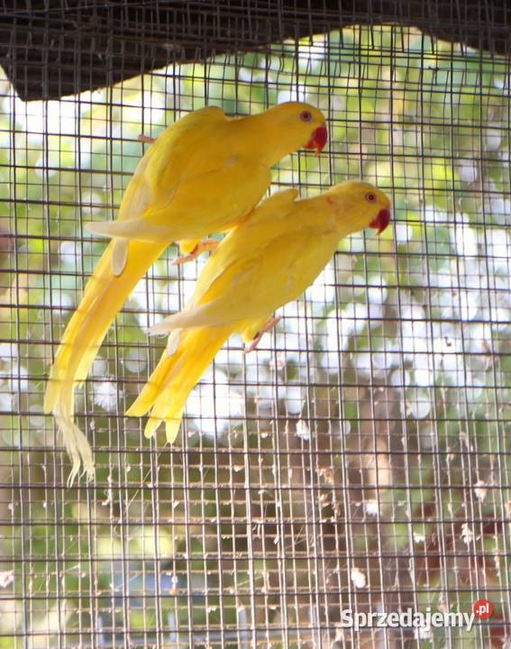 aleksandretty młode 25r zielone zółte niebieskie Orzesze