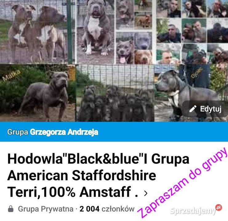 American staffordshire terrier Brzeg