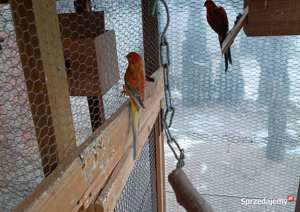 Ptaki kolorowe 8 Lwówek sprzedam
