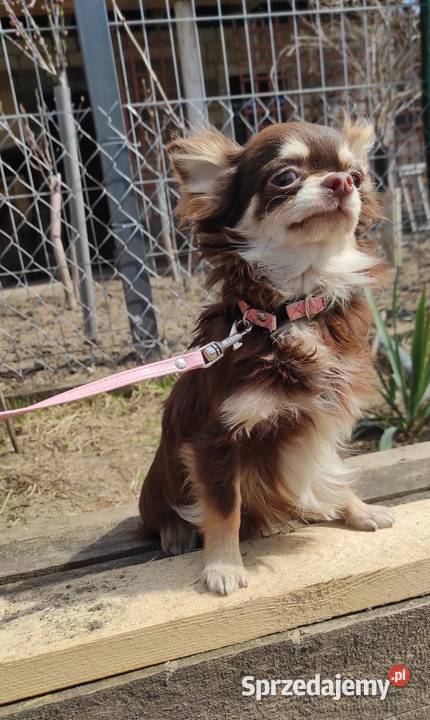 Roczny piesek chihuahua czekoladowy z rodowodem Stare Polesie