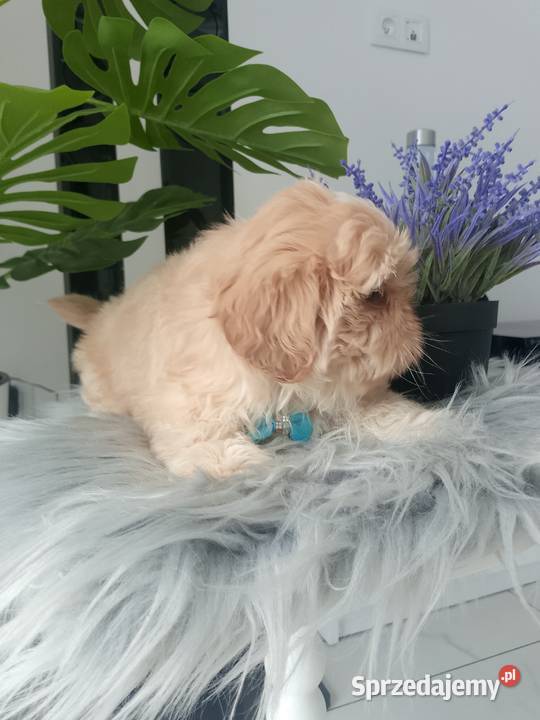 Unikatowy piesek rasy ShihTzu opolskie Kluczbork