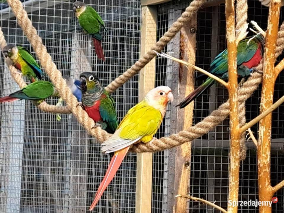 Papugi Rudosterki Zator