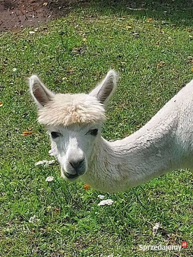Sprzedam alpaki sprzedam
