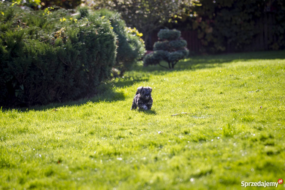 Szczeniaki Sznaucer Miniaturowy Pieprz i Sól Ełk