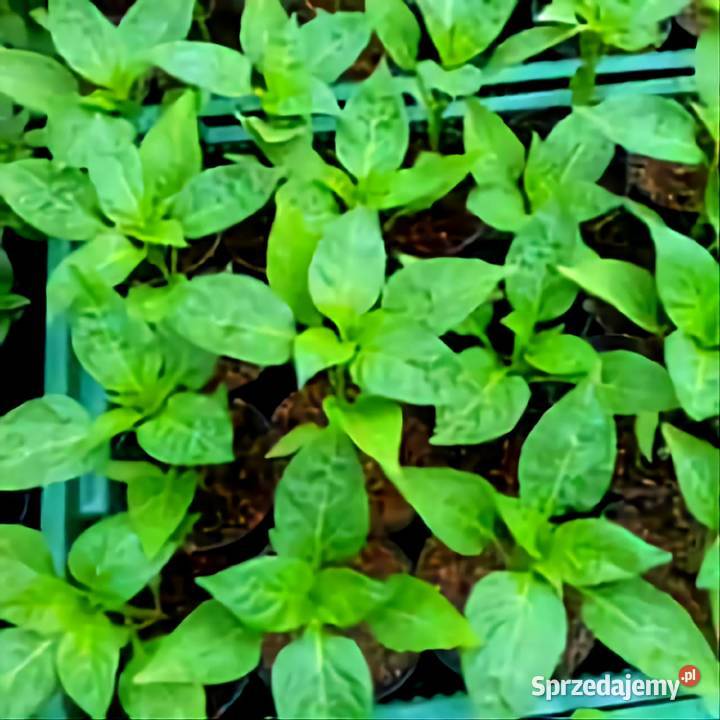 Kwiaty Sadzonki Warzyw Bukówka