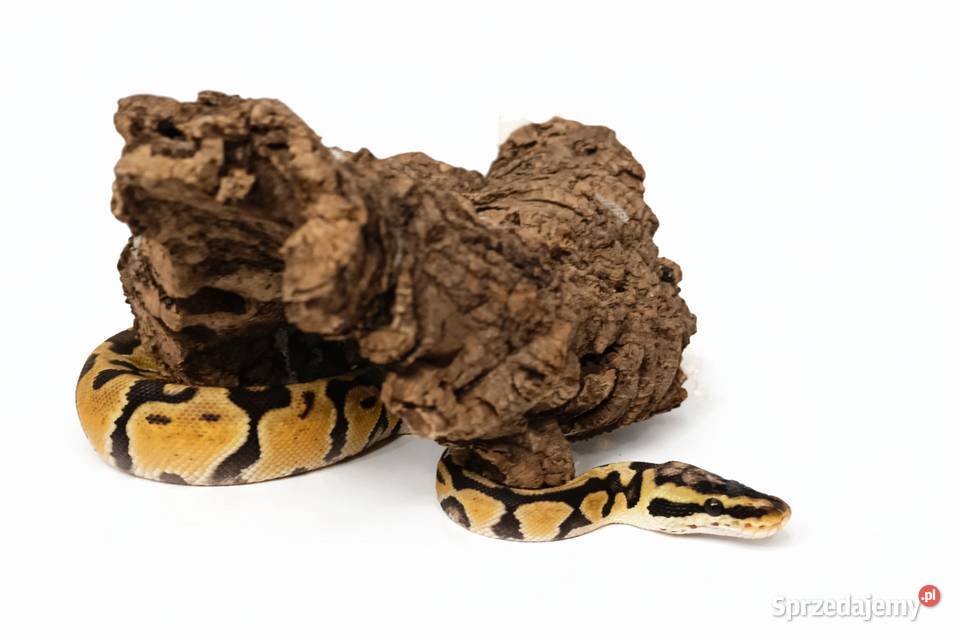 Pyton Królewski Regius Pastel het Clown Elbląg