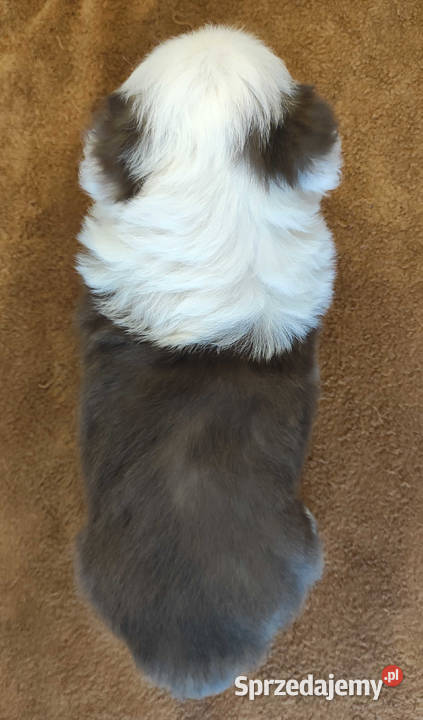 Rasowa suczka Border Collie z pełną dok Pozostałe Iwonicz sprzedam