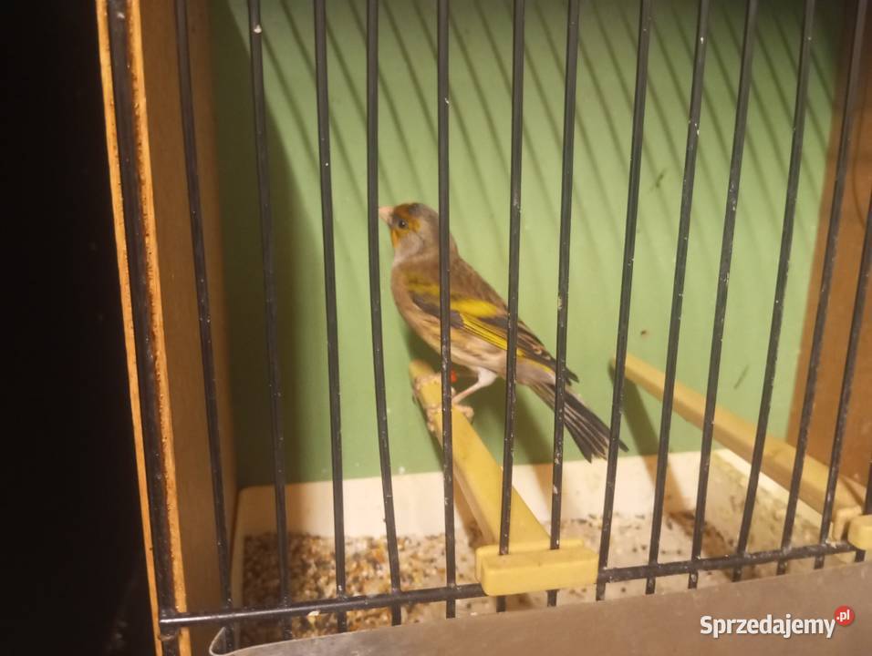 Sprzedam kanarka samca