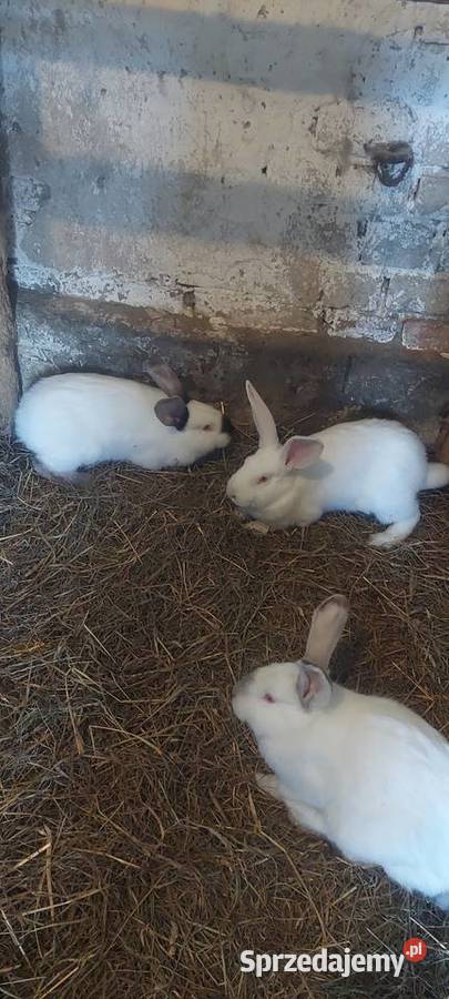 Króliki hodowlane Dąbrowa Górnicza sprzedam