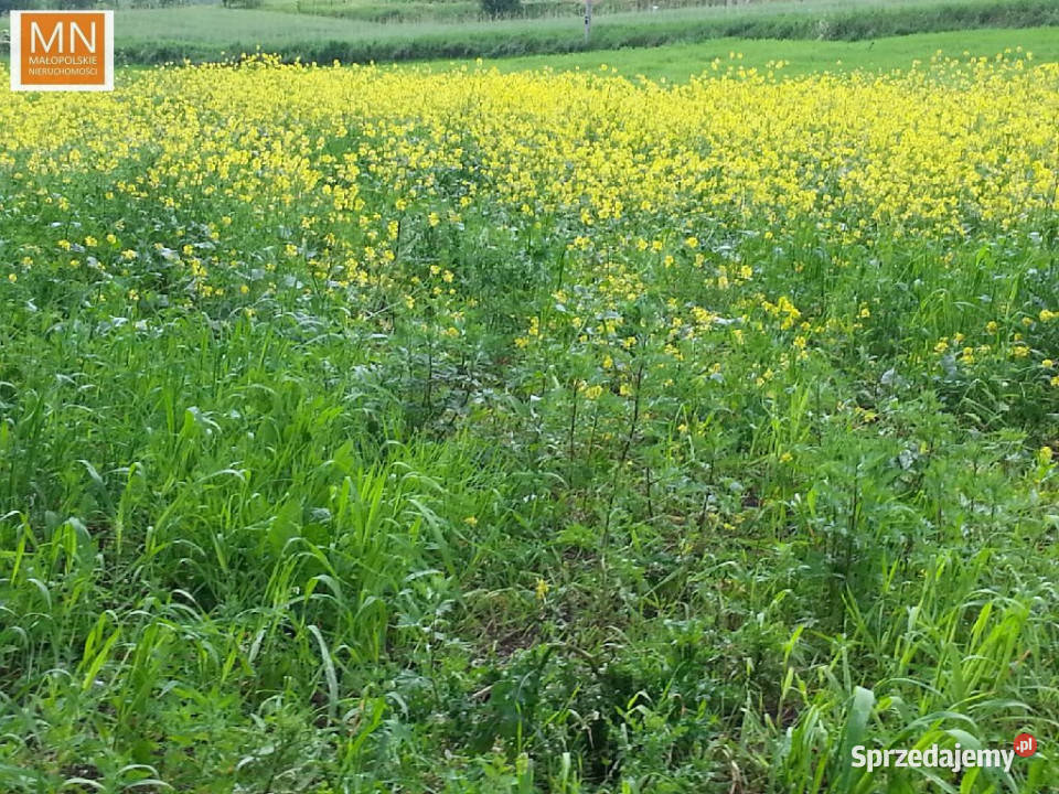 sprzedaży gruntu Wronin 1560m2 sprzedam