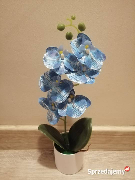 Piękny niebieski storczyk w doniczce