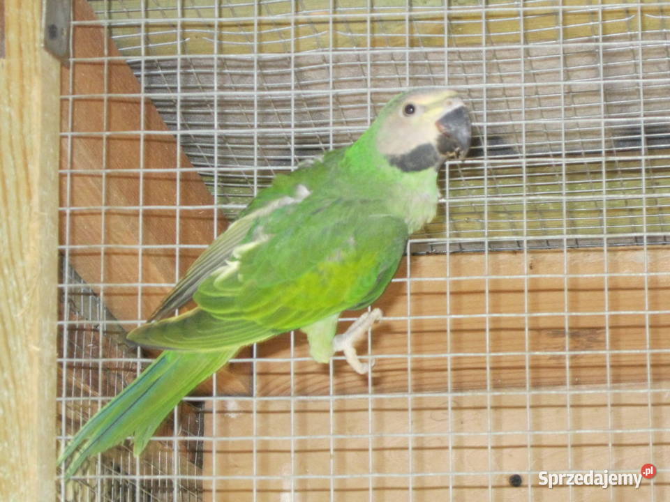 Alekandretty Rożowopiere z 25r Luboń