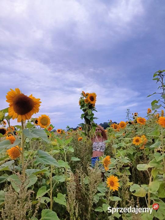 Nasiona słonecznika ozdobny Rzędziszowice