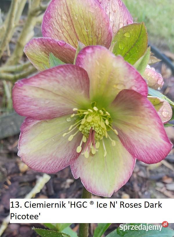 Ciemiernik Roses Dark Picotee Opole sprzedam