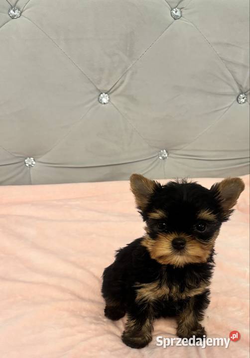 Yorkshire terrier mini lubuskie