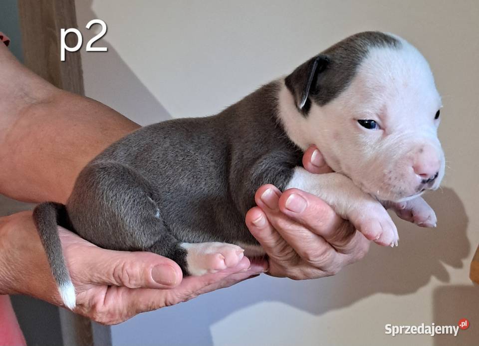 Amstaff zkwp fci BLUE piesek Koziegłowy sprzedam