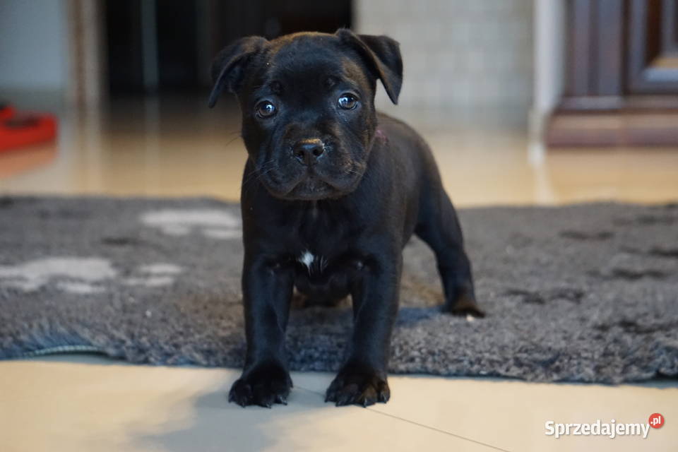 Suczka rasy Staffordshire Bull Terrier z Pozostałe Aleksandria sprzedam