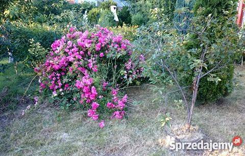 Dzialka ROD Hutnik Częstochowa