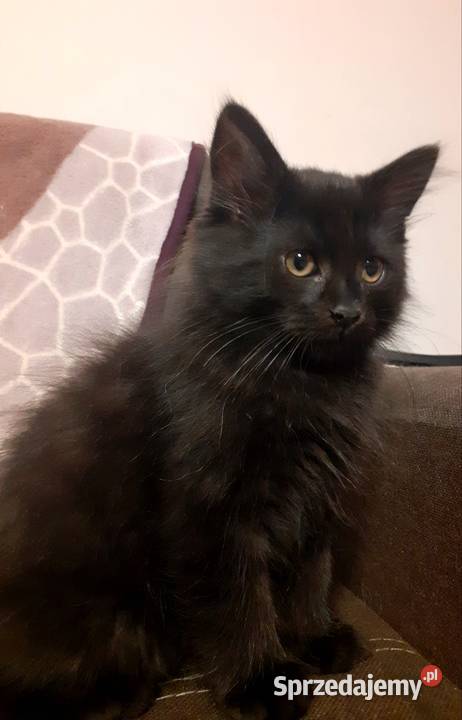 Piękny Kocurek Syberyjski Bully Syberyjski Sochaczew