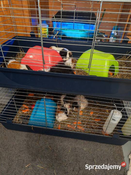 Sprzedam Świnki Morskie 503465488 Wólka Zastawska