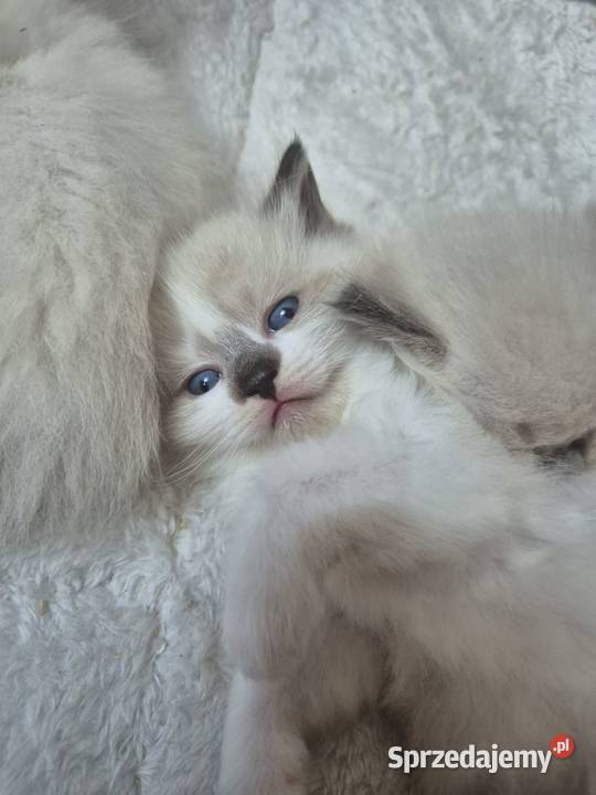 Kocięta Ragdoll Rodowód wyprawka Lędziny