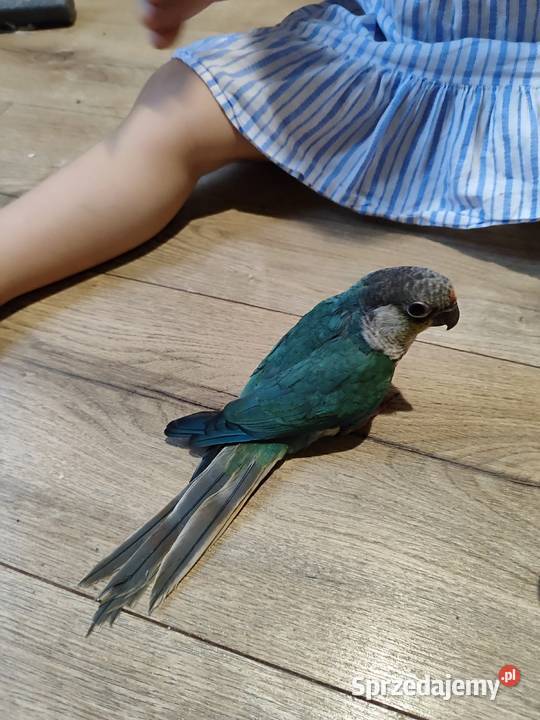 Papugi rudosterki ręcznie karmione Bochnia