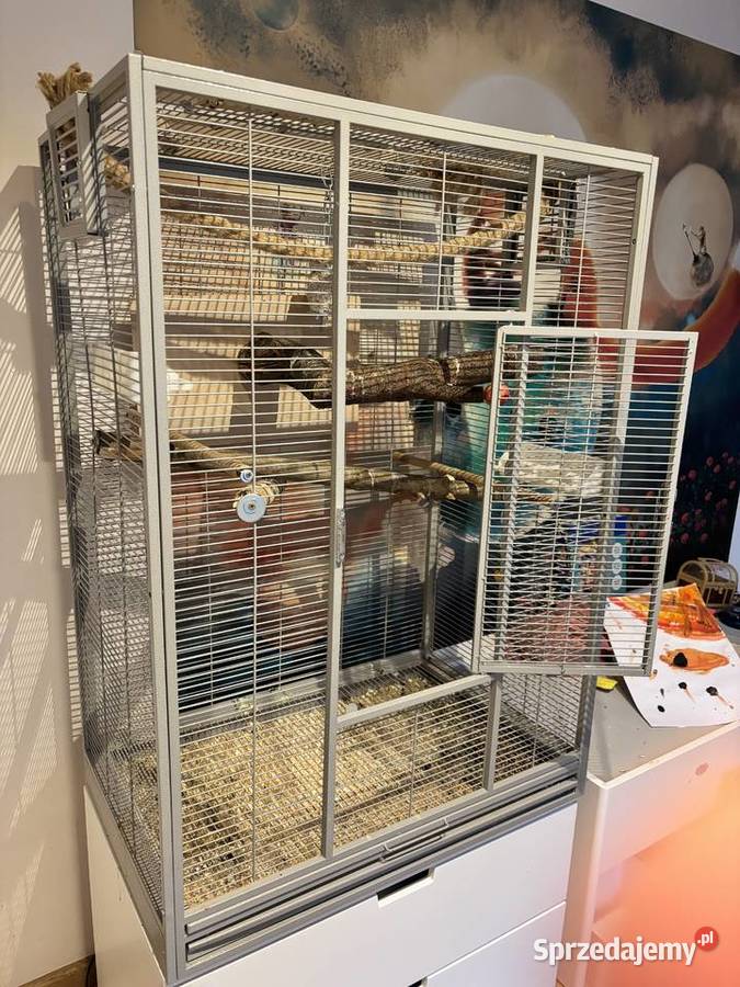 Papużki średnie senegalki Warszawa