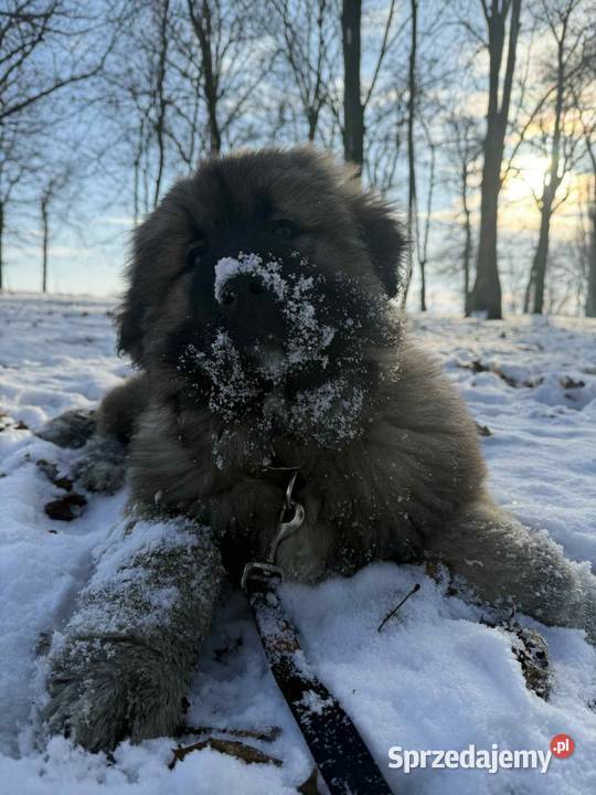 Sprzedam piękną suczkę owczarek Pyrzyce