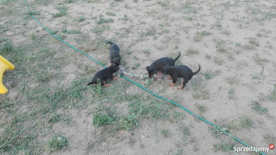 Jagdterier Terier Niemiecki terrier Okonek