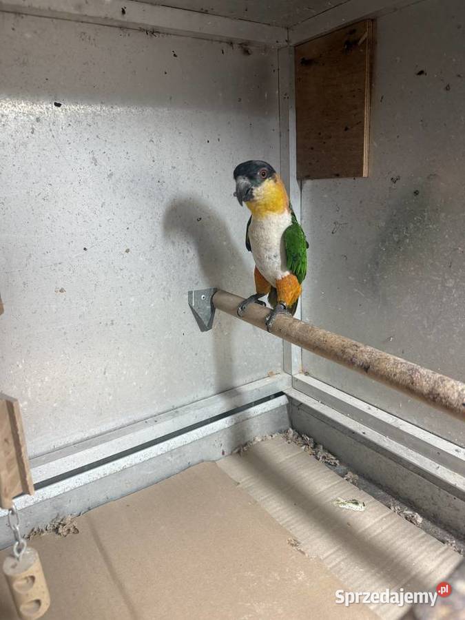 Barwinka czarnogłowa Piaseczno