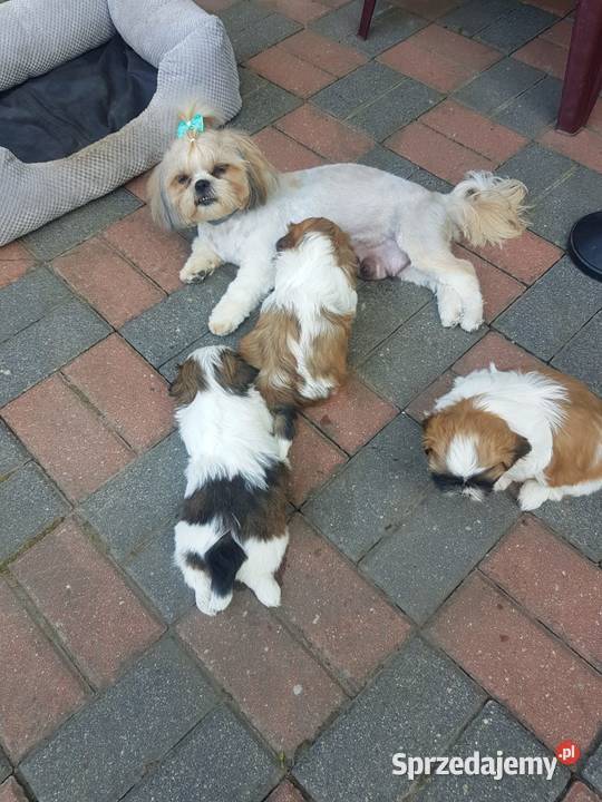 Szczeniaki Shih tzu Augustów