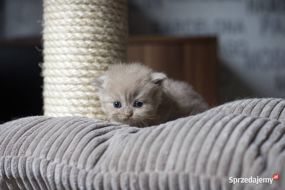 Brytyjski Długowłosy Kotka Długowłosa Płowa Brytyjski Kaźmierz
