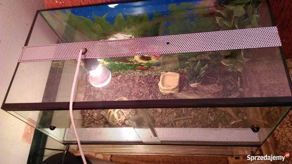 żółw lądowy stepowy razem z terrarium