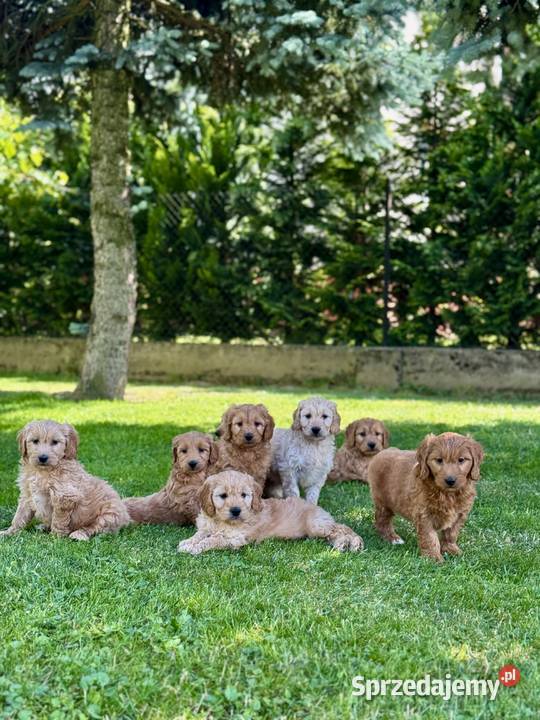 Goldendoodle mini Pudel Golden retriever F1 Tarnów sprzedam