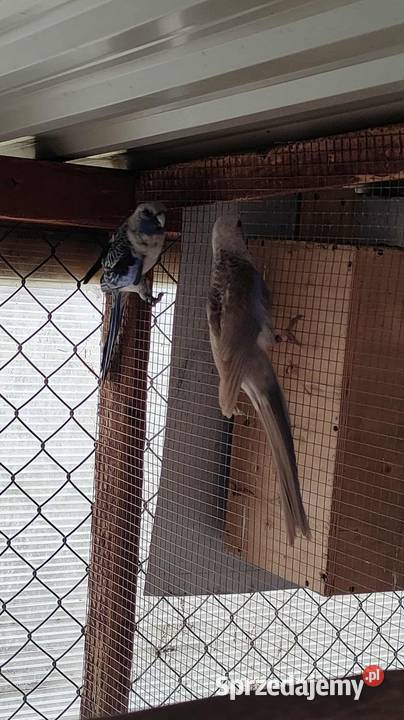 Sprzedam rozelle królewskie Piaseczno