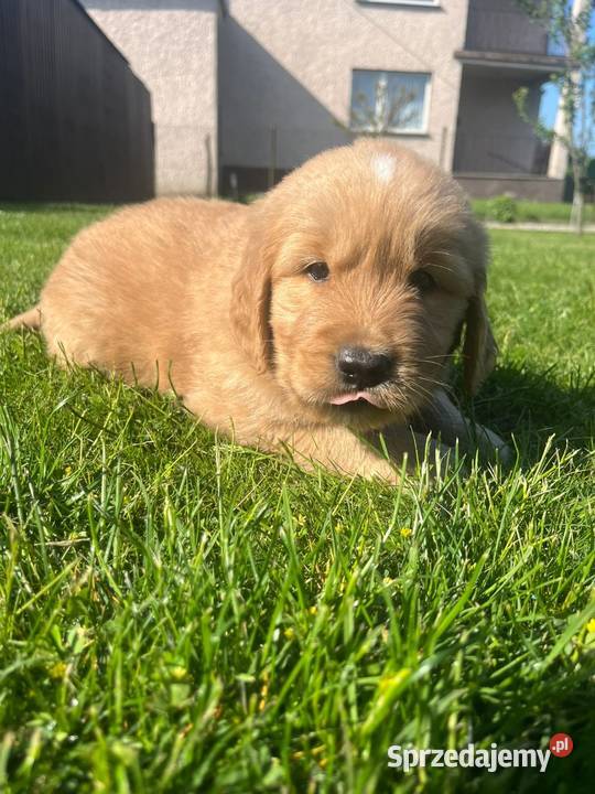 Golden Retriever sprzedam